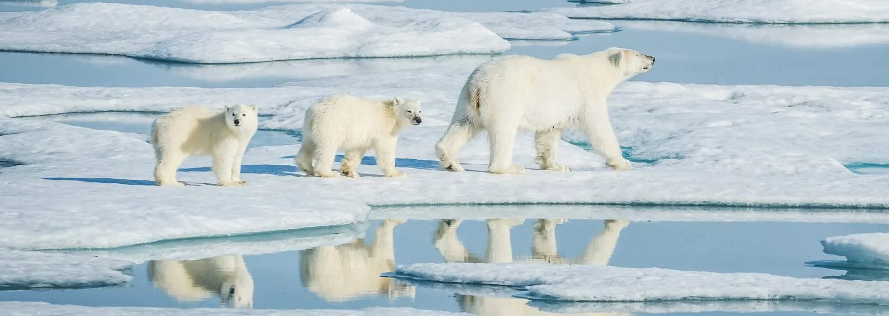 ANTÁRTICA -  Viagem de Descoberta e Aprendizado