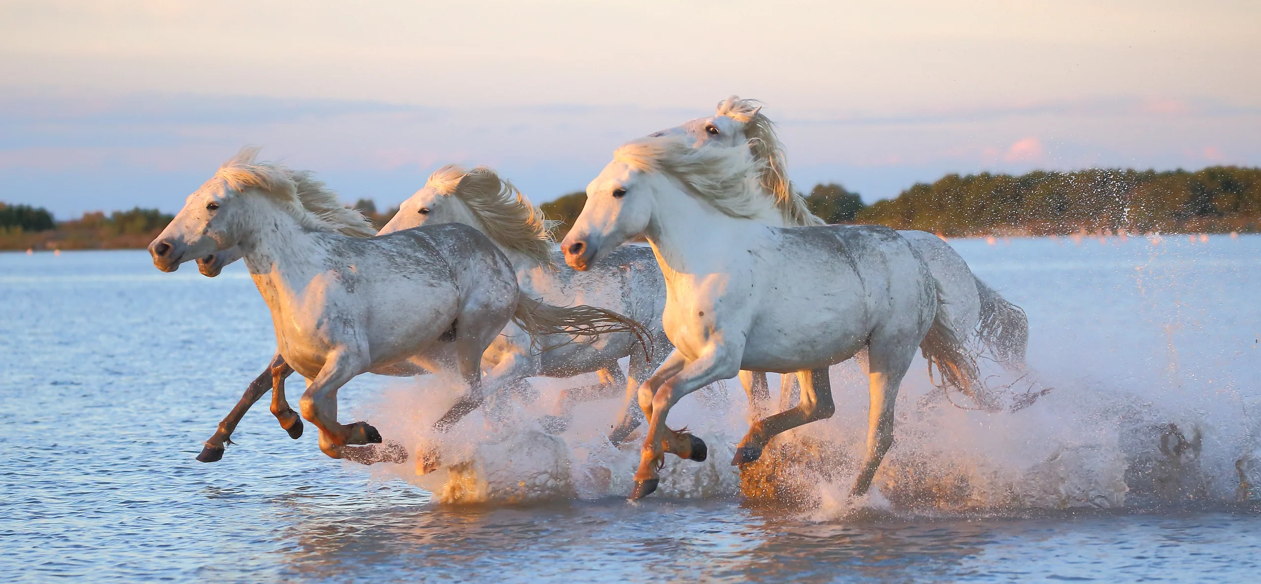 ROTA PANORÂMICA DO RHÔNE: DE LYON À CAMARGUE
