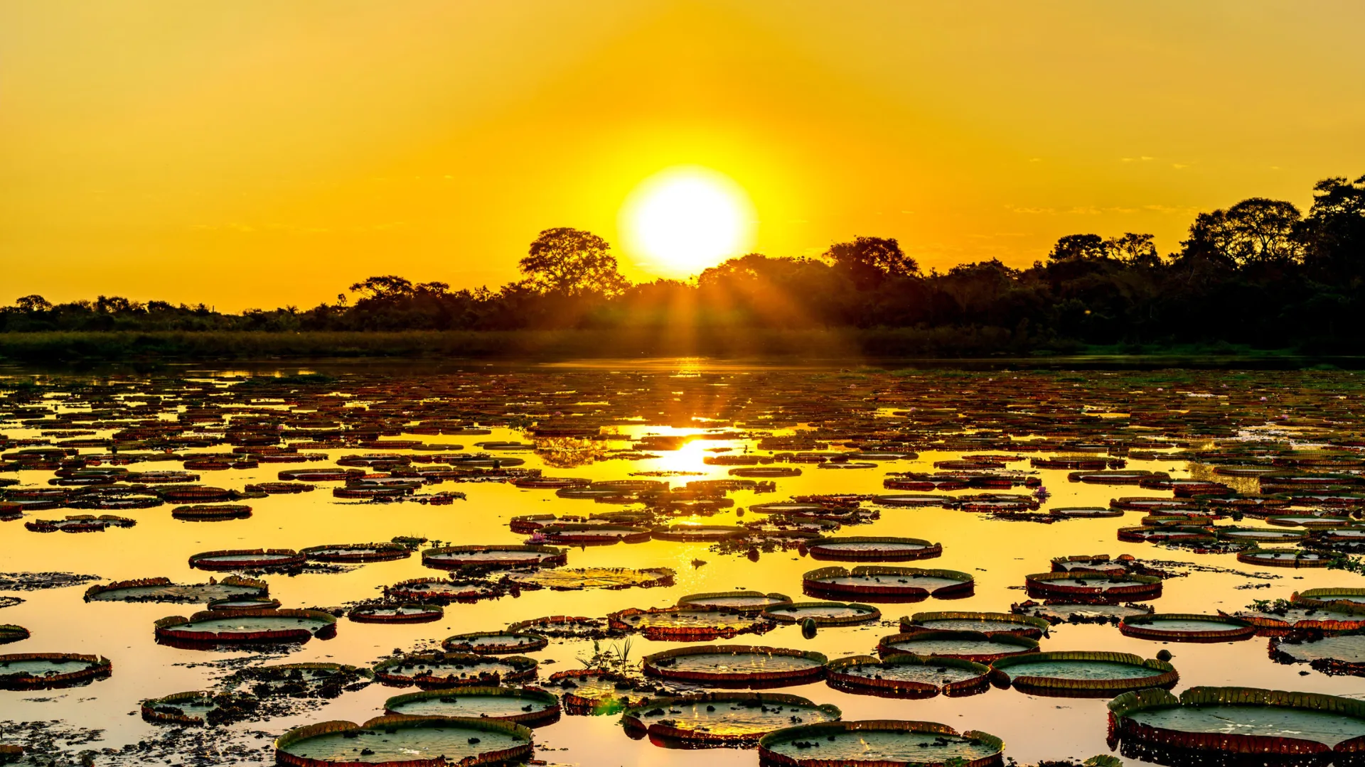 Safari pelo Pantanal Norte