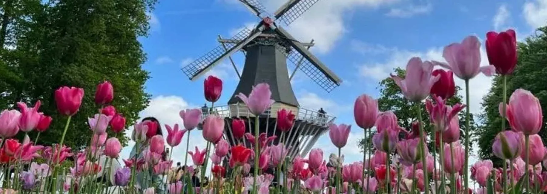 Europa - Tempo das Tulipas - (Rios da Holanda e Bélgica.)